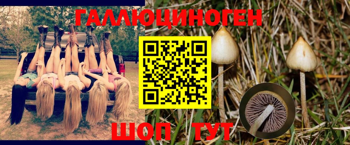 Псилоцибиновые грибы Psilocybine cubensis Курганинск